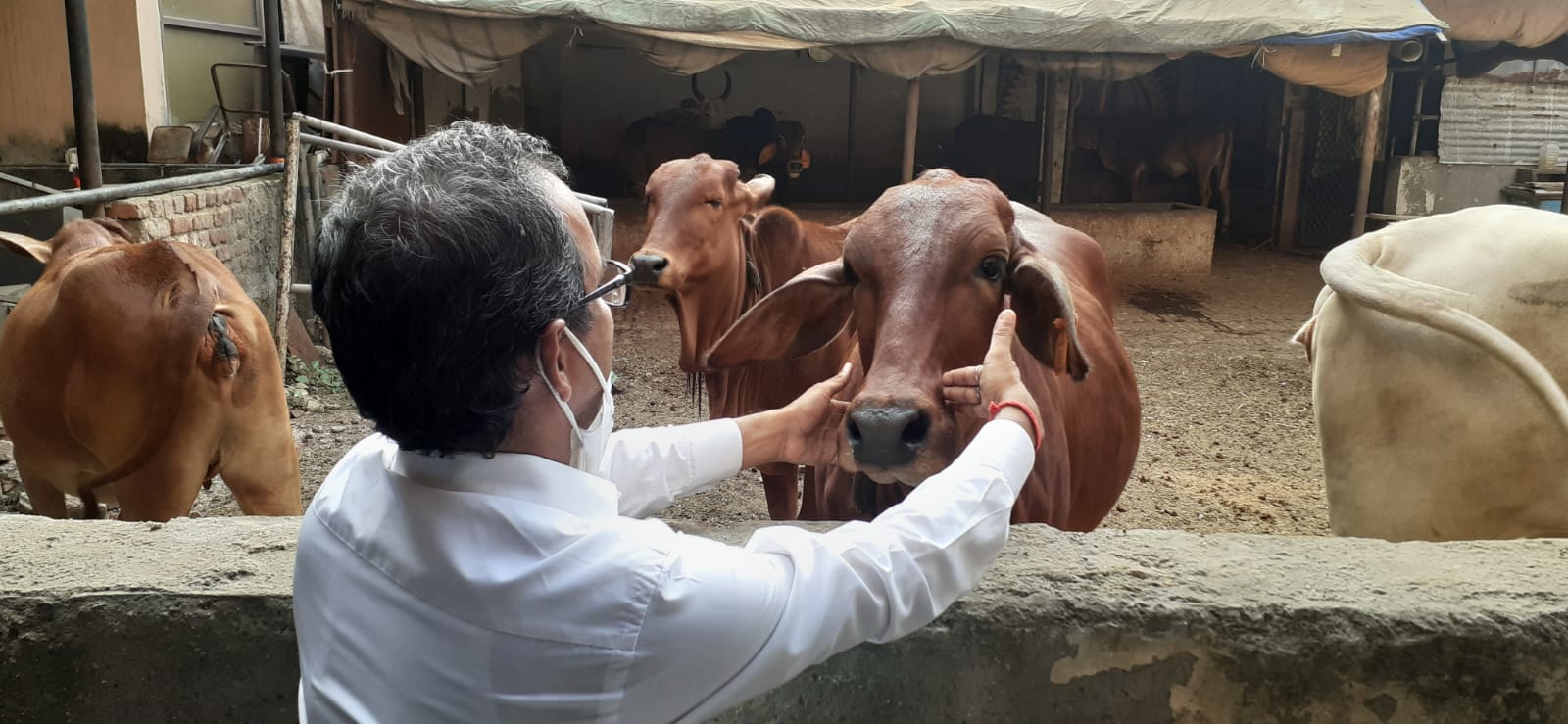 Gau Seva